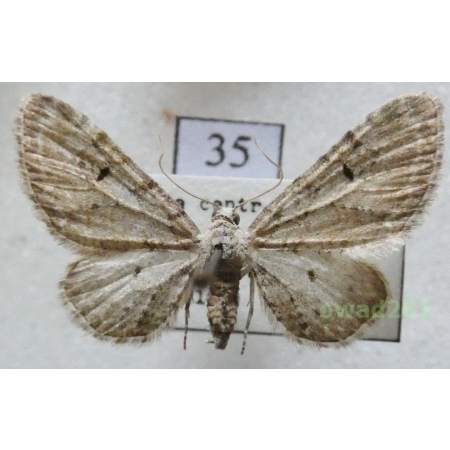Eupithecia pimpinellata (Hübner, 1813) Czech35